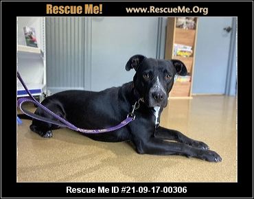 - North Carolina Bulldog Rescue - ADOPTIONS - Rescue Me!