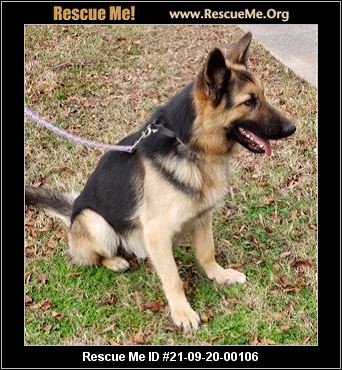 Georgia German Shepherd Rescue Adoptions Rescue Me