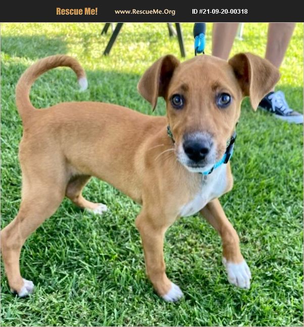 ADOPT 21092000318 Jack Russell Rescue San Juan Capistrano, CA