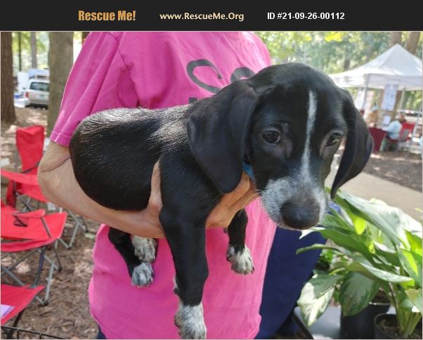 Adopt 21092600112 ~ Dachshund Rescue ~ Virginia Beach Va