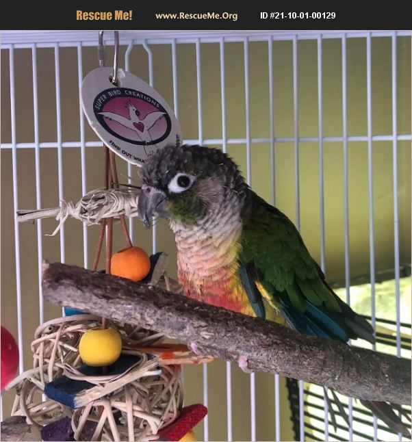 ADOPT 21100100129 Pet Bird Rescue Walnut Creek, CA