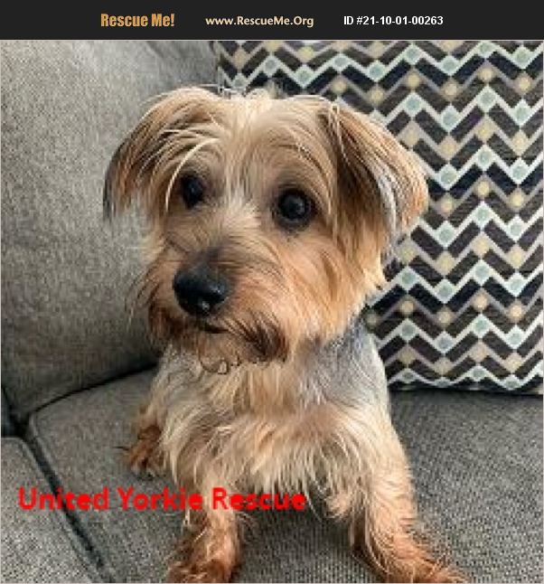 ADOPT 21100100263 ~ Yorkie Rescue ~ St. Clair County, IL