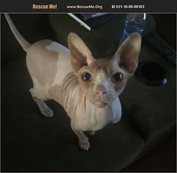 ADOPT 21100900103 Sphynx Rescue Lake Havasu City, AZ