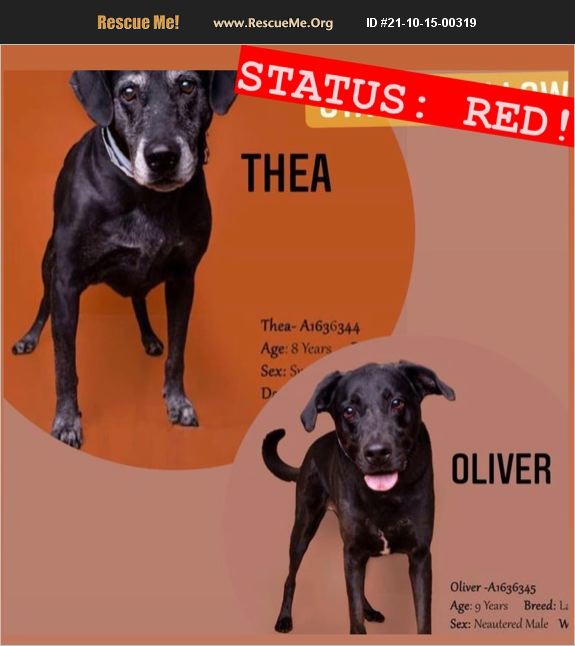 ADOPT 21101500319 Lab Rescue Riverside County, CA