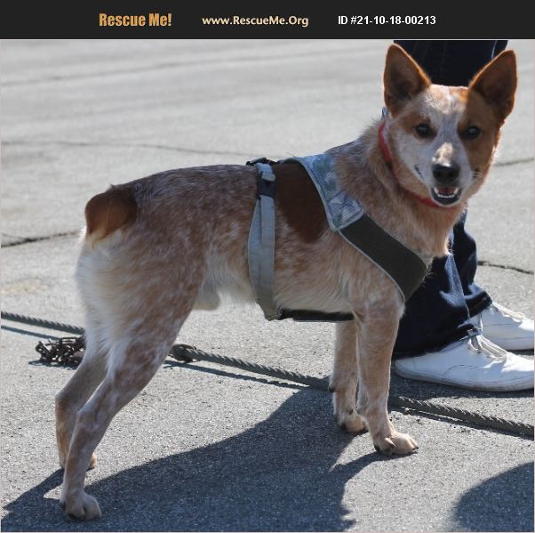 ADOPT 21101800213 Australian Cattle Dog Rescue Paso Robles, CA