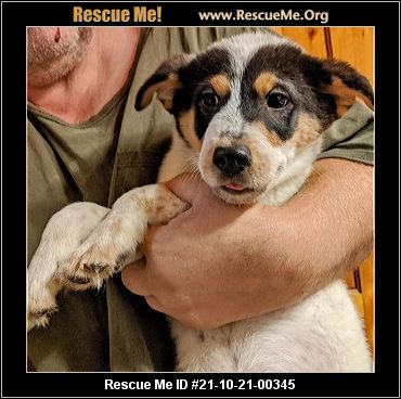cuddly mischievous vaccines neutering