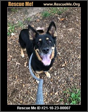 New York Dog Rescue Adoptions Rescue Me