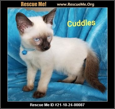 Texas Siamese Rescue Adoptions Rescue Me