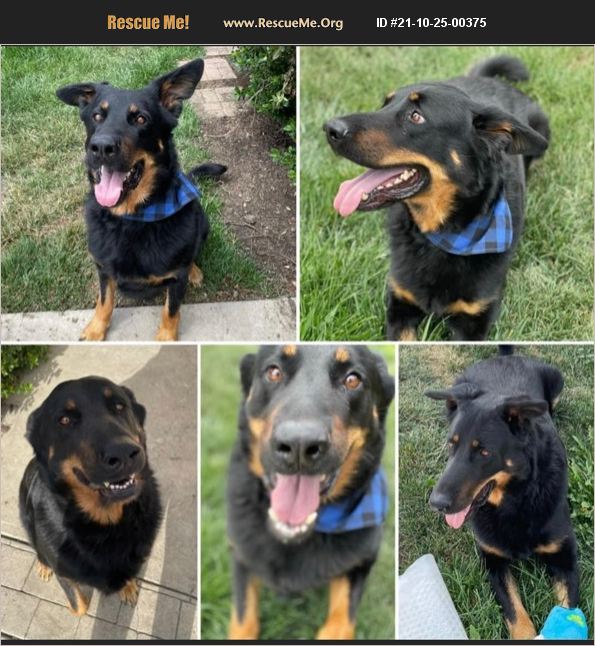 ADOPT 21102500375 Beauceron Rescue Dublin, CA