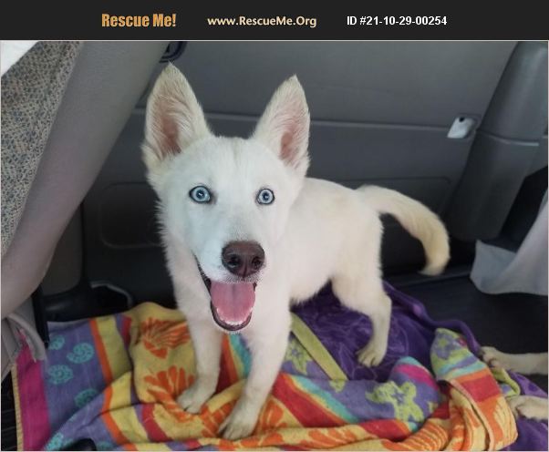 ADOPT 21102900254 ~ Siberian Husky Rescue ~ Bend, OR