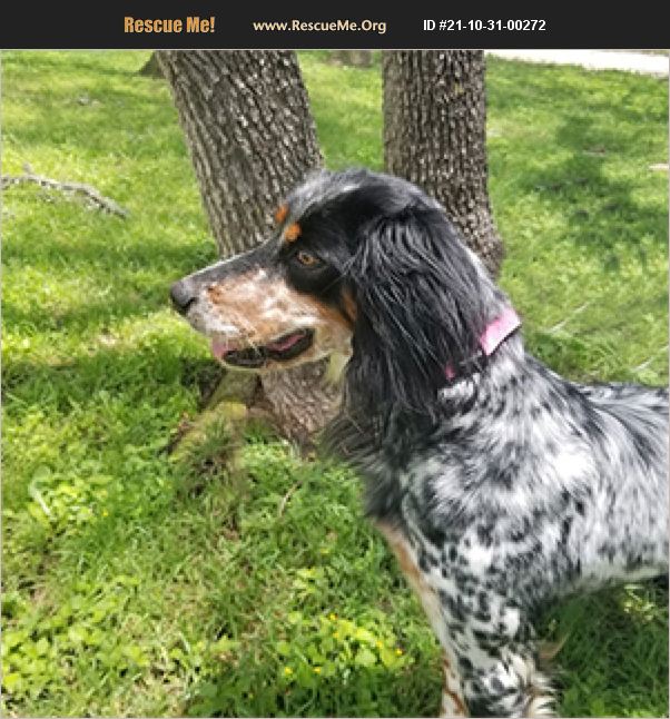 Adopt 21103100272 ~ English Setter Rescue ~ New Braunfels Tx