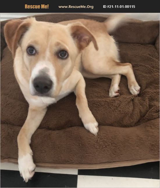 ADOPT 21110100115 Lab Rescue Lafayette, LA