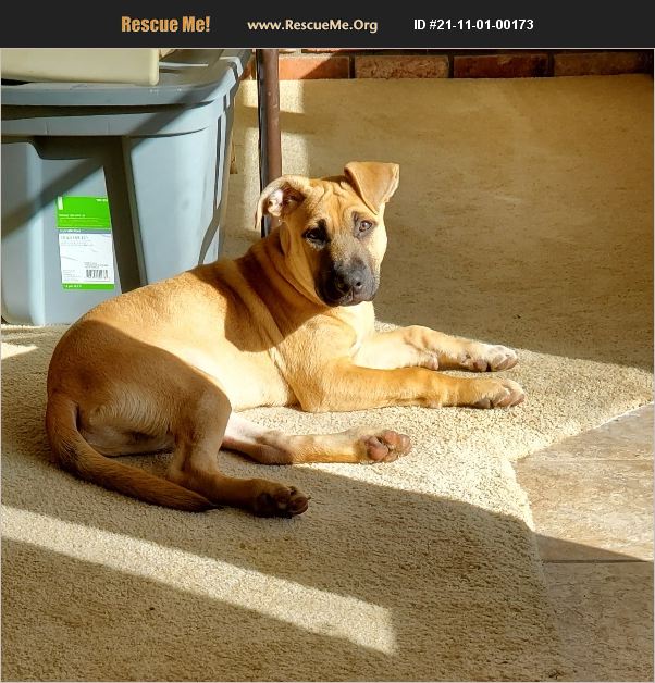 ADOPT 21110100173 Pit Bull Rescue yuba city, CA