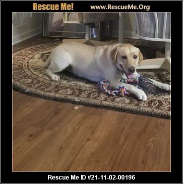 - South Carolina Lab Rescue - Adoptions - Rescue Me!