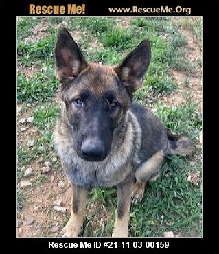 New Mexico German Shepherd Rescue Adoptions Rescue Me