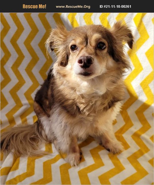 ADOPT 21111000261 Papillon Rescue Phoenix, AZ