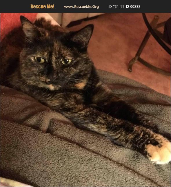 ADOPT 21111200282 American Shorthair Rescue Cape Coral, FL