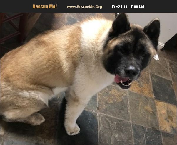 ADOPT 21111700185 ~ Akita Rescue ~ Bothell, WA