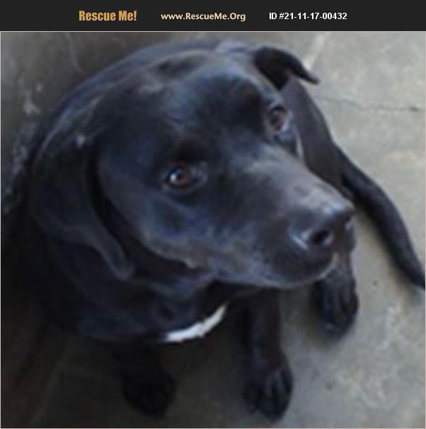 ADOPT 21111700432 Lab Rescue Van Nuys, CA