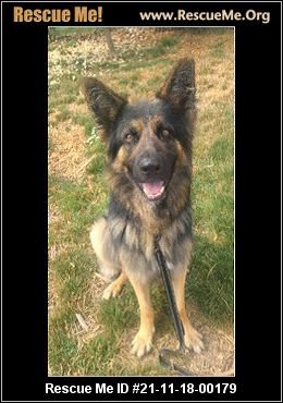 Oregon German Shepherd Rescue Adoptions Rescue Me