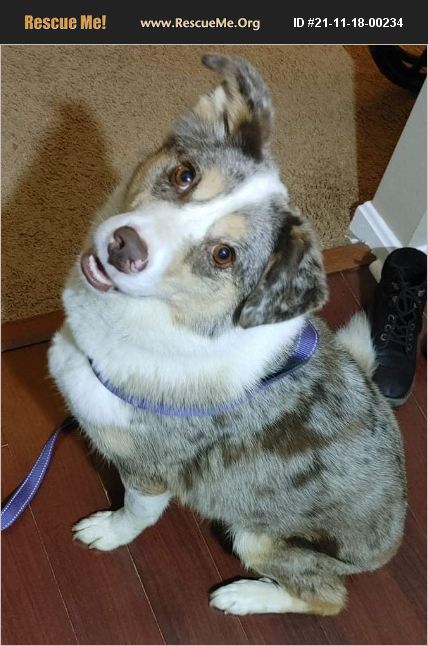 adopt-21111800234-australian-shepherd-rescue-radcliff-ky