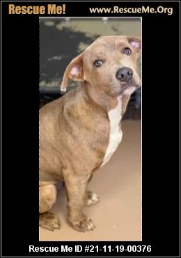 New York Dog Rescue Adoptions Rescue Me