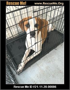 New York Dog Rescue Adoptions Rescue Me