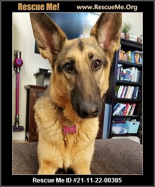 Oregon German Shepherd Rescue Adoptions Rescue Me