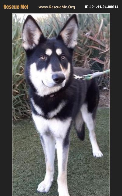 ADOPT 21112400014 ~ Siberian Husky Rescue ~ Van Nuys, CA