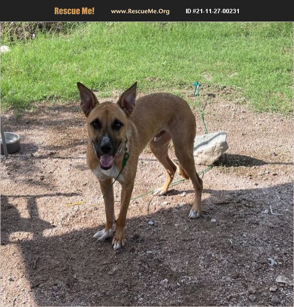 ADOPT 21112700231 German Shepherd Rescue Queen Creek, AZ