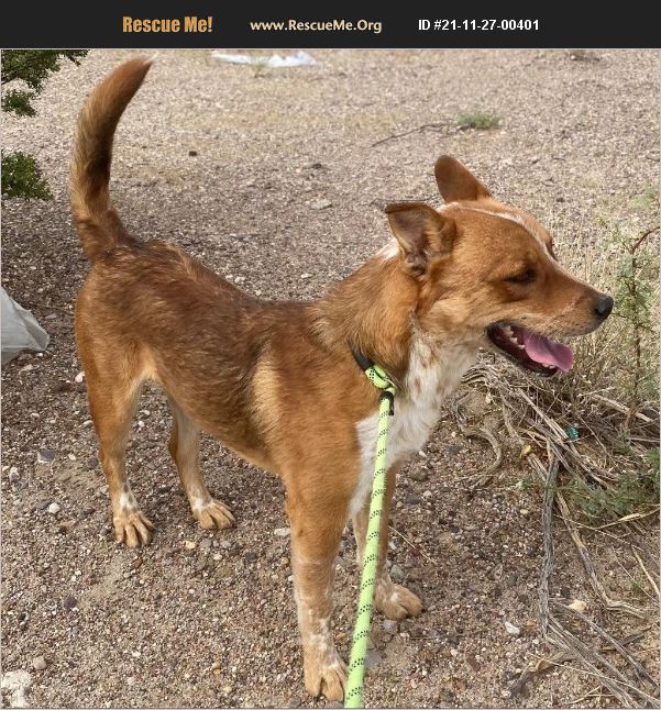 ADOPT 21112700401 Australian Cattle Dog Rescue Las Cruces, NM