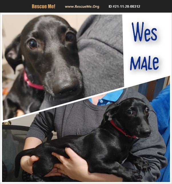 ADOPT 21112800312 Dachshund Rescue Virginia Beach, VA