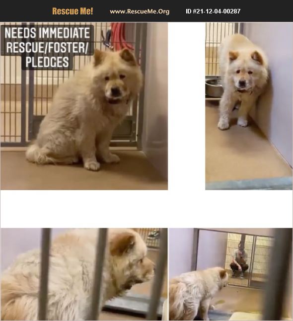 ADOPT 21120400287 Chow Chow Rescue San Jose, CA