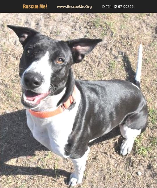 ADOPT 21120700293 ~ Foxhound Rescue ~ INVERNESS, FL
