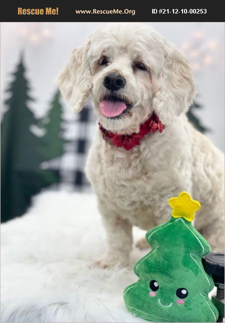 ADOPT 21121000253 ~ Poodle Rescue ~ DALLAS, TX