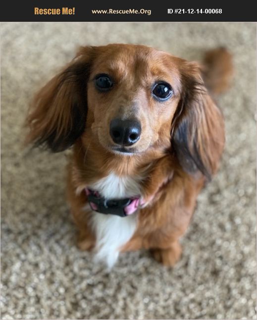 ADOPT 21121400068 Dachshund Rescue Houston, TX