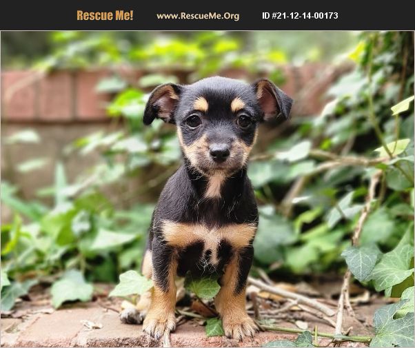 ADOPT 21121400173 Chihuahua Rescue San Antonio, TX