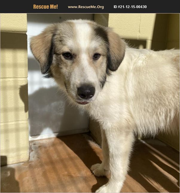 ADOPT 21121500430 Anatolian Shepherd Rescue Dripping Springs, TX