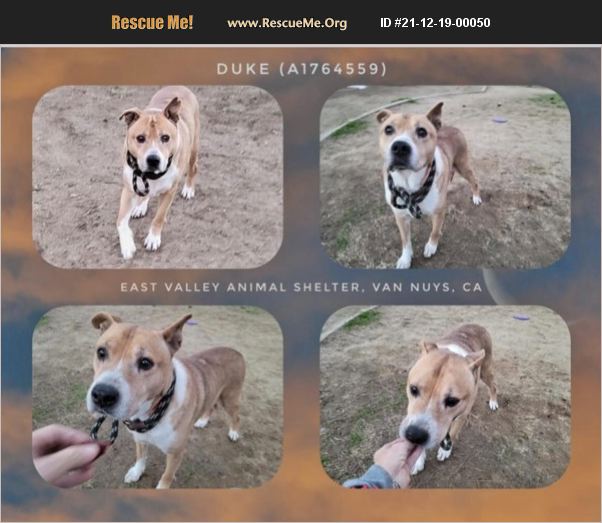 ADOPT 21121900050 Lab Rescue Van Nuys, CA