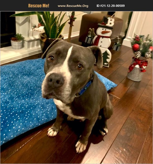 ADOPT 21122000509 American Staffordshire Terrier Rescue San Juan Capistrano, CA