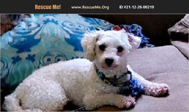 ADOPT 21122800219 Bichon Frise Rescue Grafton OH