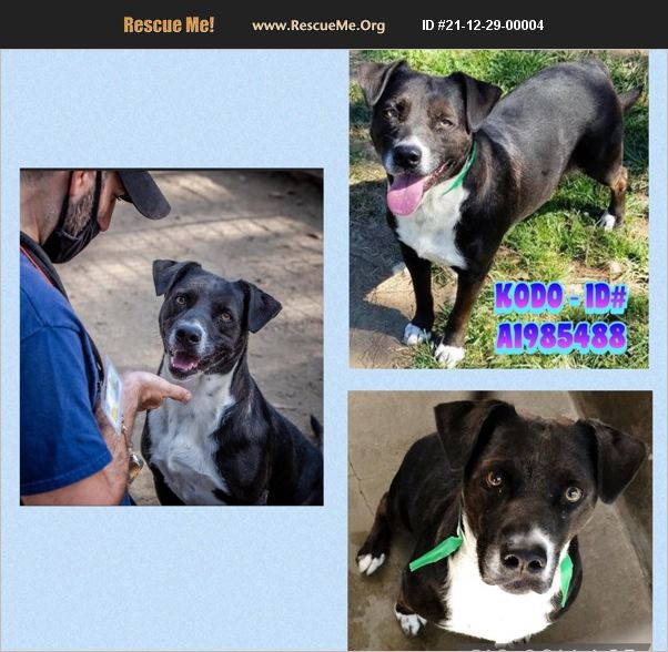 ADOPT 21122900004 Lab Rescue Van Nuys, CA