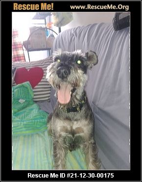 Alabama Dog Rescue Adoptions Rescue Me