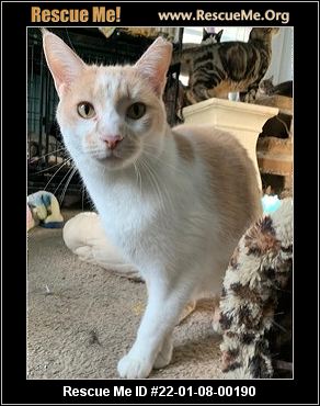 CAT RESCUE CAMBRIDGE OHIO visual data 4