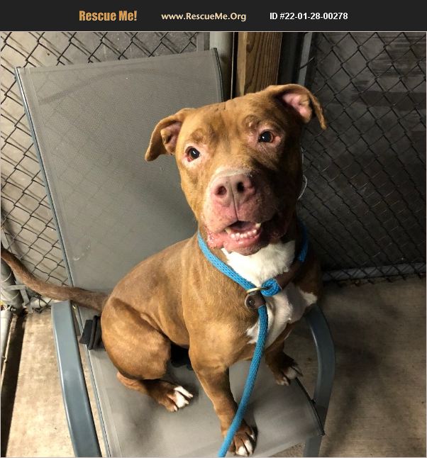 ADOPT 22012800278 Pit Bull Rescue Chicago, IL