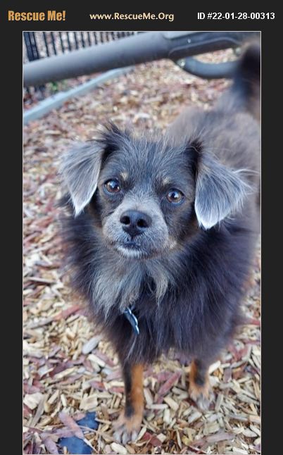 ADOPT 22012800313 ~ Pomeranian Rescue ~ Aiken, SC