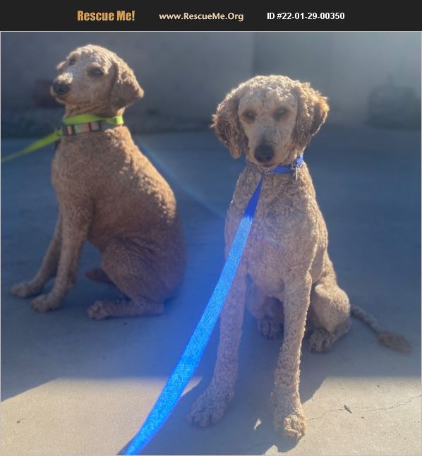 ADOPT 22012900350 Poodle Rescue Phoenix, AZ