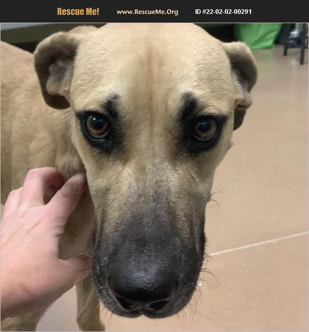 ADOPT 22020200291 Black Mouth Cur Rescue Dripping Springs, TX