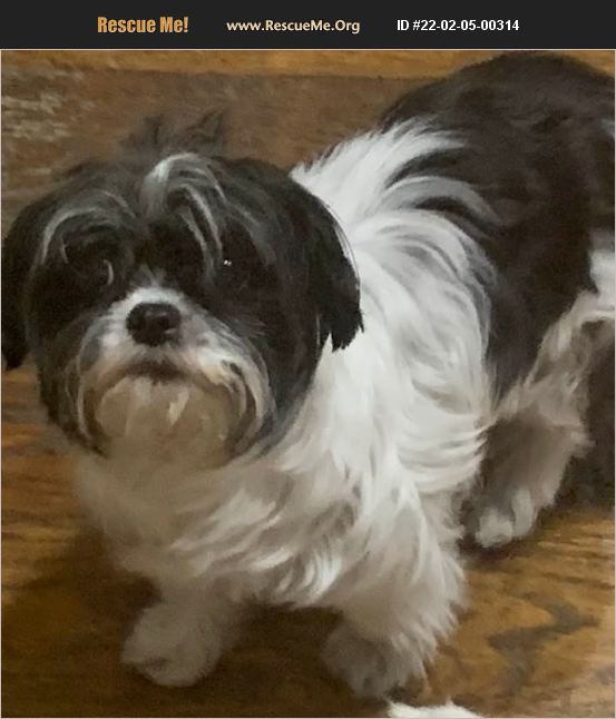 Shih Tzu Rescue Dallas