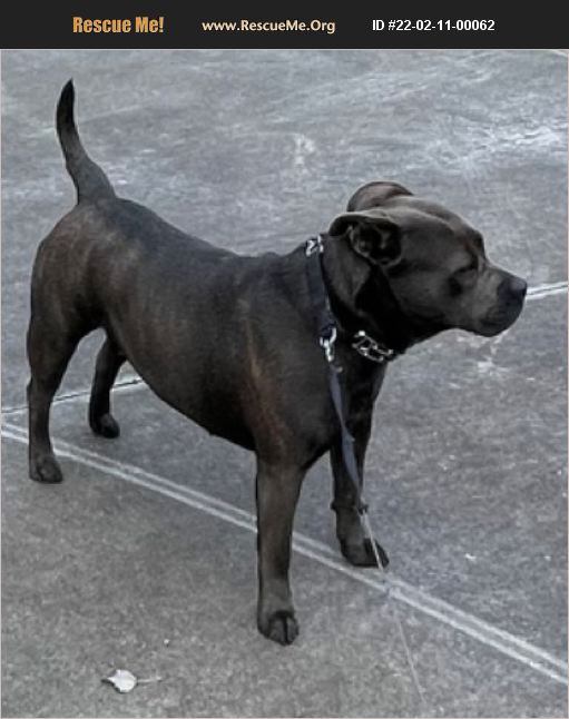 ADOPT 22021100062 Bulldog Rescue Zephyrhills, FL